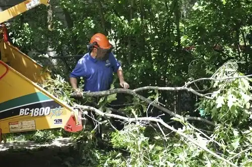 tree services Lopatcong Overlook